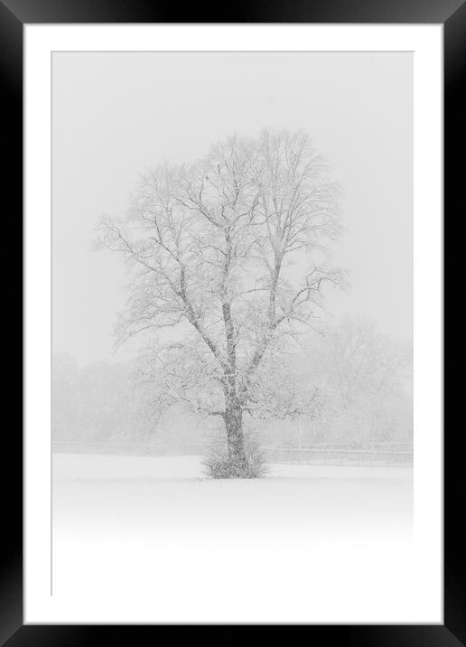 Snow Flurry Lone Tree Framed Mounted Print by That Foto