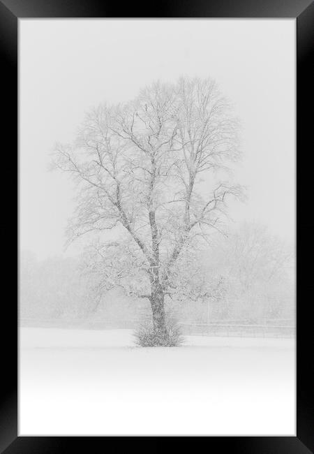 Snow Flurry Lone Tree Framed Print by That Foto