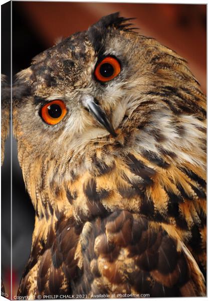 Eagle owl stare 31 "you looking at me !" Canvas Print by PHILIP CHALK