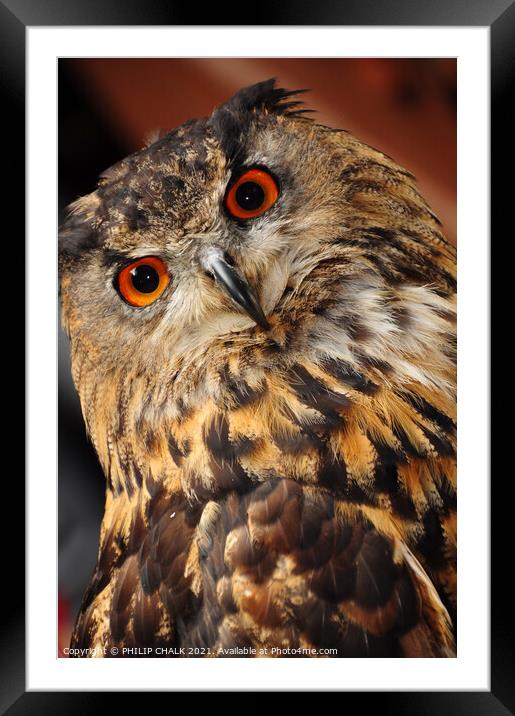 Eagle owl stare 31 "you looking at me !" Framed Mounted Print by PHILIP CHALK