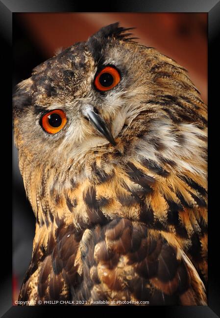 Eagle owl stare 31 "you looking at me !" Framed Print by PHILIP CHALK