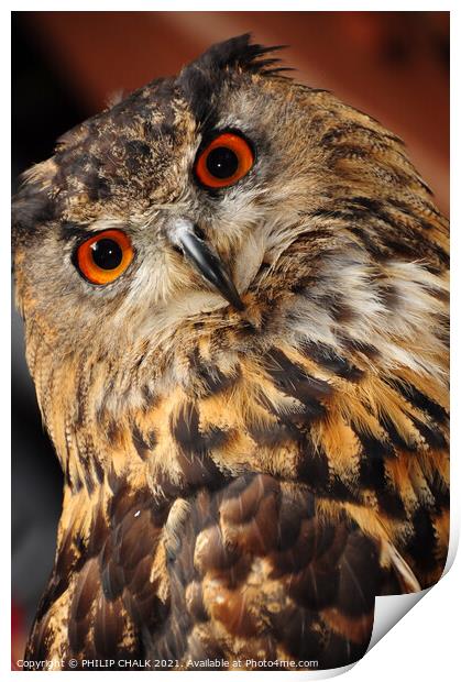 Eagle owl stare 31 "you looking at me !" Print by PHILIP CHALK