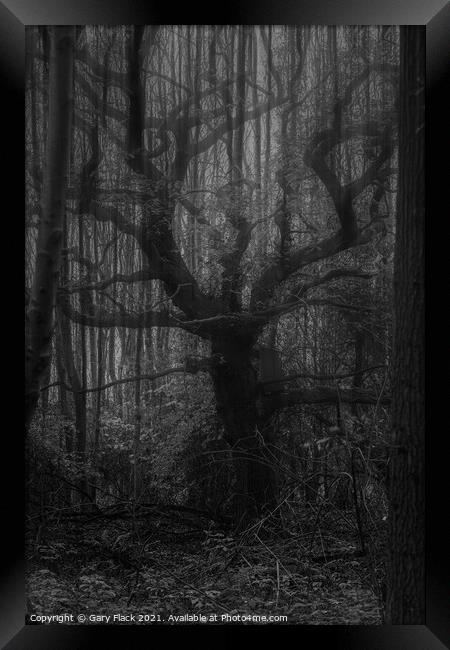 A double exposure old spooky tree in the mist Framed Print by That Foto