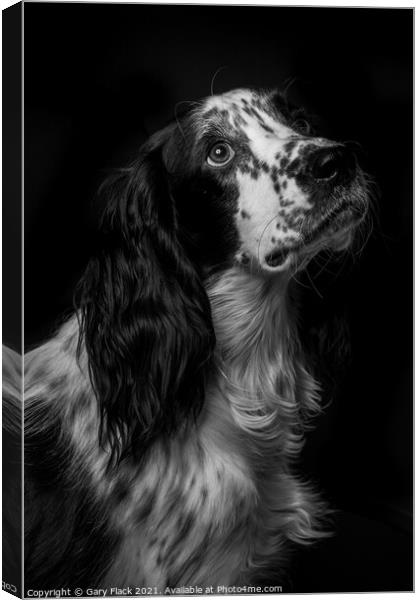 Working Cocker spaniel pleading for more Canvas Print by That Foto