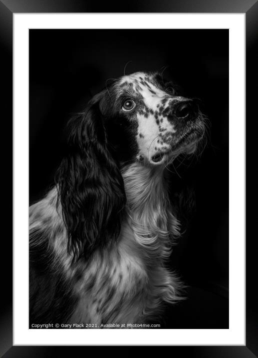 Working Cocker spaniel pleading for more Framed Mounted Print by That Foto