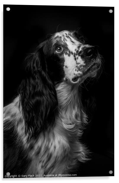 Working Cocker spaniel pleading for more Acrylic by That Foto