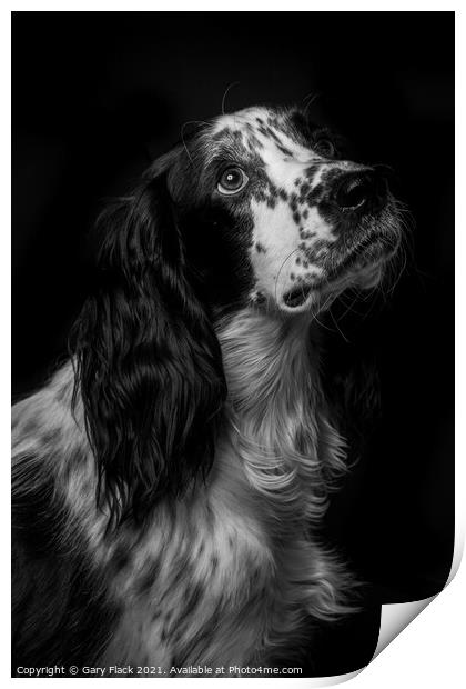 Working Cocker spaniel pleading for more Print by That Foto