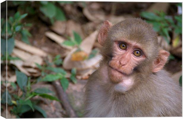 Young Rhesus Macaque Monkey with Food in Cheeks Canvas Print by Serena Bowles