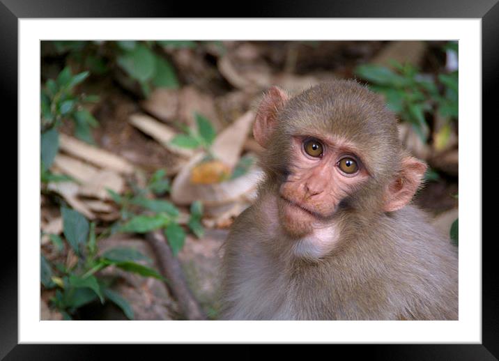 Young Rhesus Macaque Monkey with Food in Cheeks Framed Mounted Print by Serena Bowles