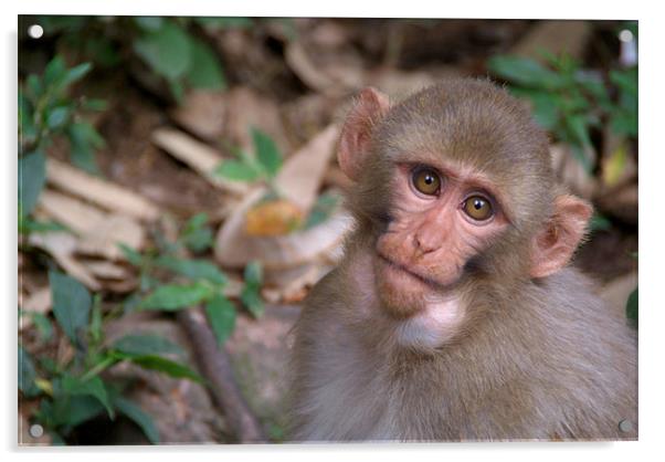 Young Rhesus Macaque Monkey with Food in Cheeks Acrylic by Serena Bowles