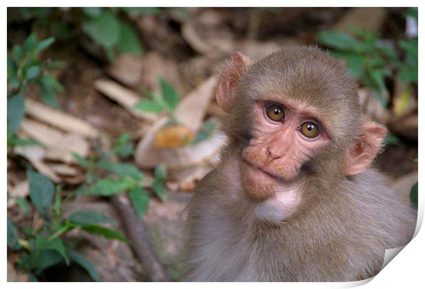 Young Rhesus Macaque Monkey with Food in Cheeks Print by Serena Bowles