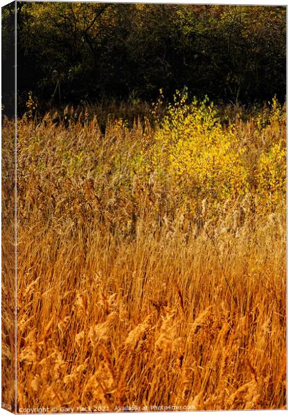 Layers of golden grasses and Silver birch Canvas Print by That Foto