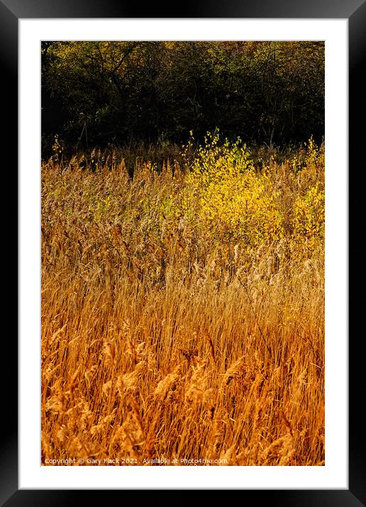 Layers of golden grasses and Silver birch Framed Mounted Print by That Foto