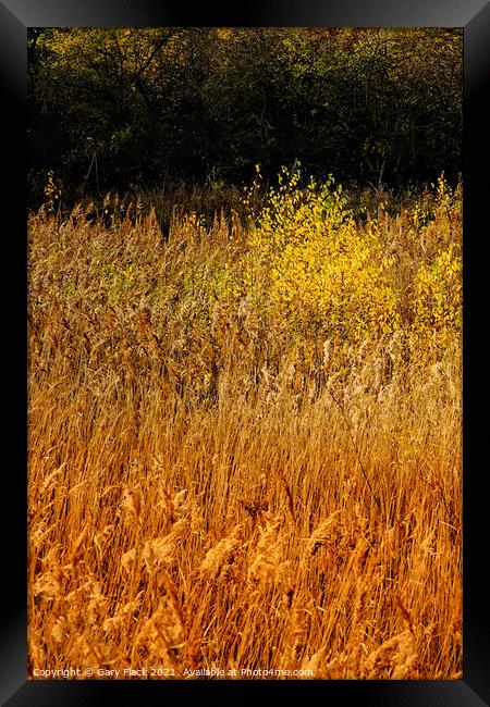 Layers of golden grasses and Silver birch Framed Print by That Foto