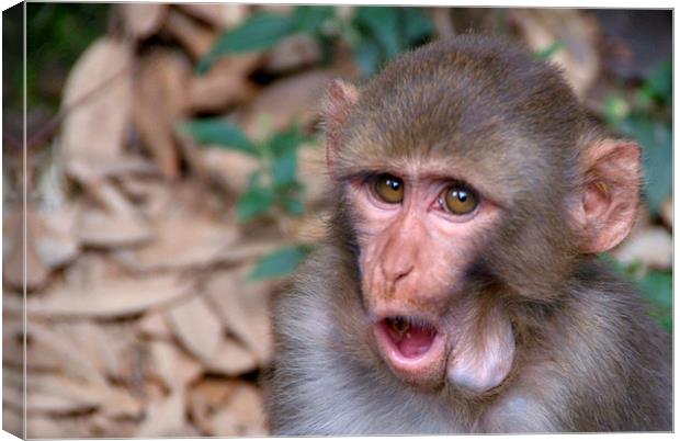 Young Rhesus Macaque with Food in Cheeks Canvas Print by Serena Bowles