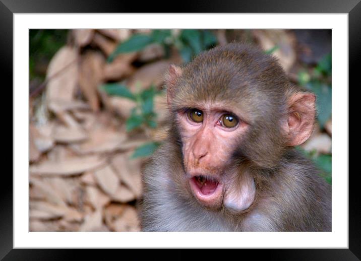 Young Rhesus Macaque with Food in Cheeks Framed Mounted Print by Serena Bowles