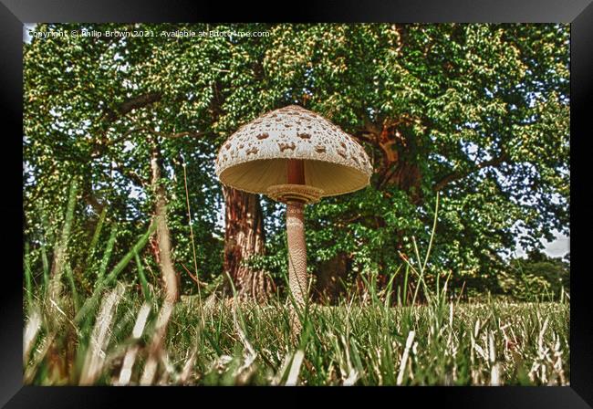 Parasol Fungi, Mushroom Framed Print by Philip Brown