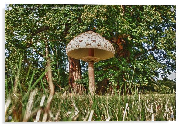Parasol Fungi, Mushroom Acrylic by Philip Brown