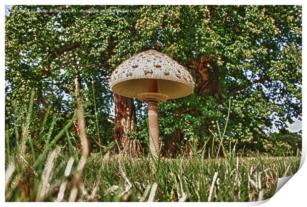 Parasol Fungi, Mushroom Print by Philip Brown