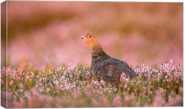 Grouse Amongst the Heather Canvas Print by Carl Day