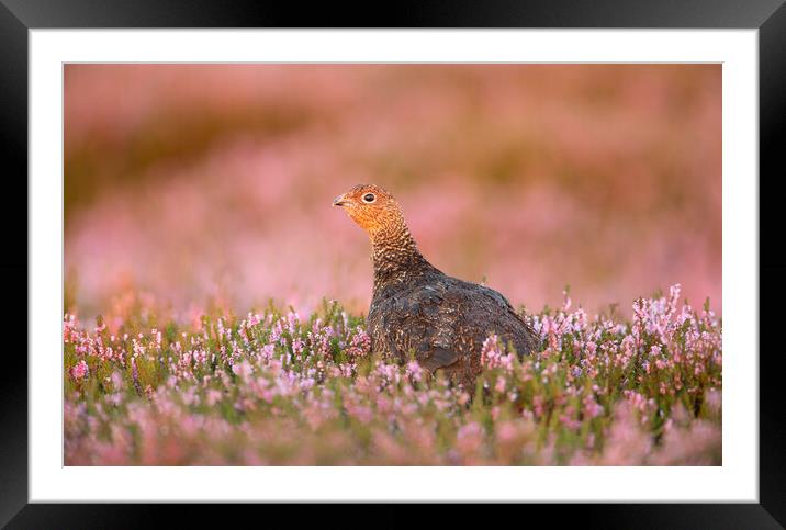 Grouse Amongst the Heather Framed Mounted Print by Carl Day