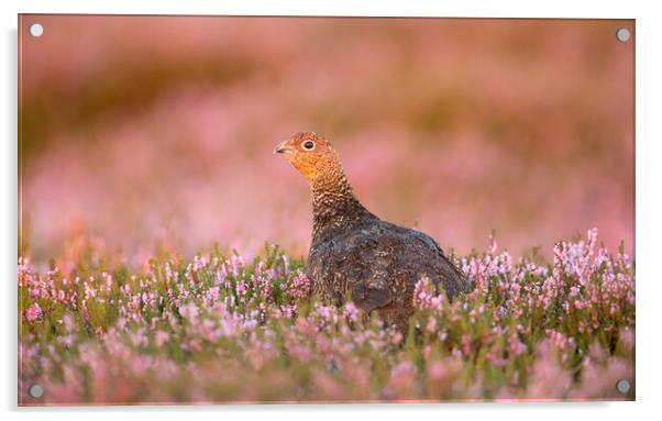 Grouse Amongst the Heather Acrylic by Carl Day
