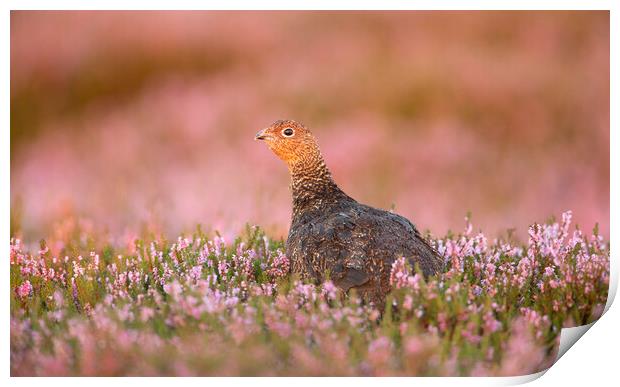 Grouse Amongst the Heather Print by Carl Day