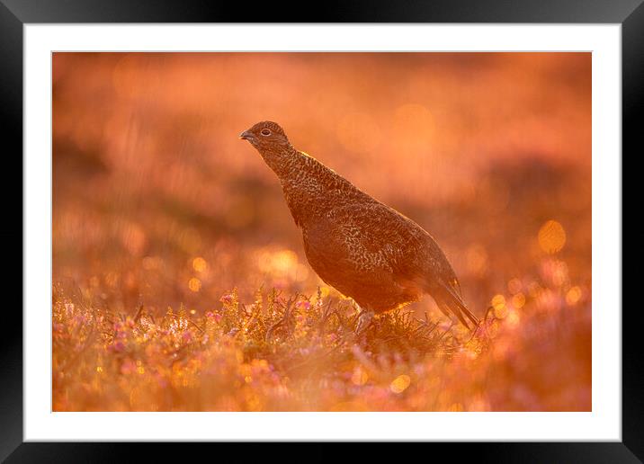 Grouse At Dawn Framed Mounted Print by Carl Day
