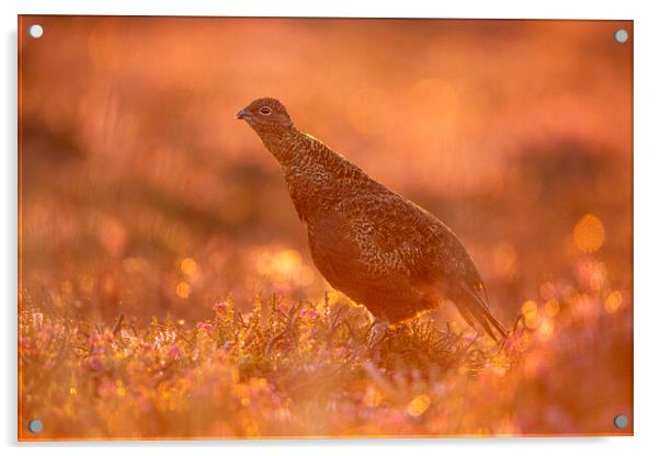 Grouse At Dawn Acrylic by Carl Day