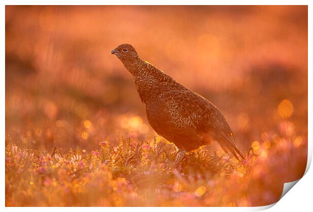 Grouse At Dawn Print by Carl Day