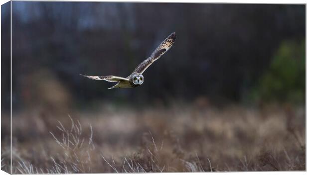 Short Eared Owl In Flight. Canvas Print by Carl Day