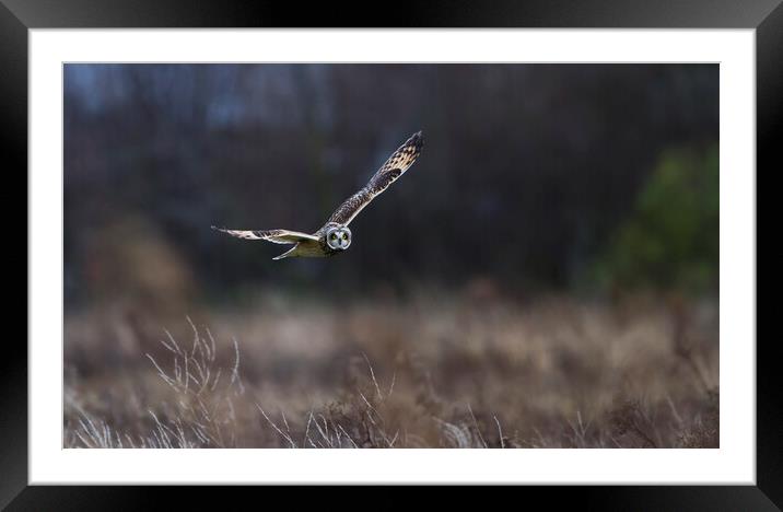 Short Eared Owl In Flight. Framed Mounted Print by Carl Day