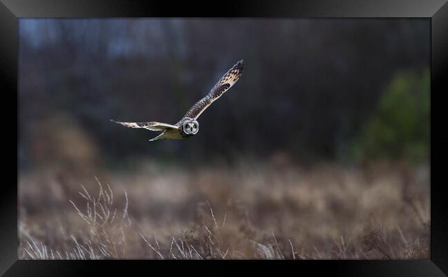 Short Eared Owl In Flight. Framed Print by Carl Day