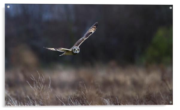 Short Eared Owl In Flight. Acrylic by Carl Day