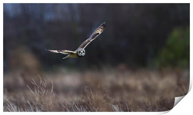 Short Eared Owl In Flight. Print by Carl Day