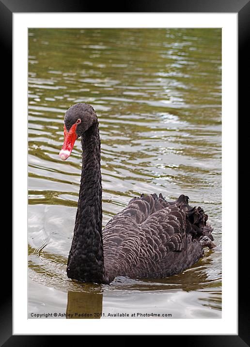 Black swan Framed Mounted Print by Ashley Paddon