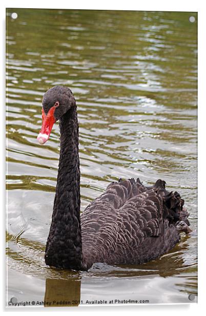 Black swan Acrylic by Ashley Paddon