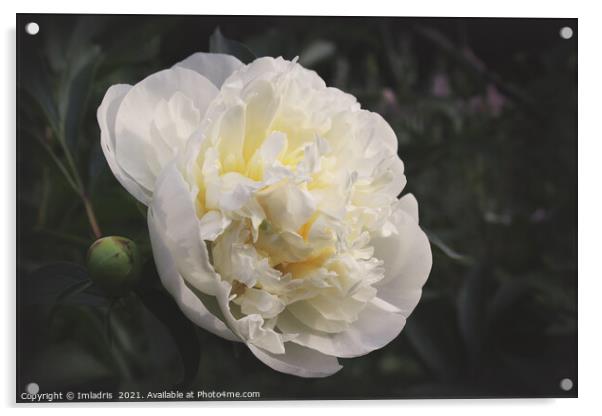 Vintage White Peony Flower  Acrylic by Imladris 