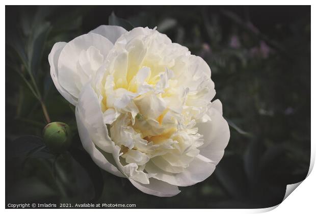 Vintage White Peony Flower  Print by Imladris 