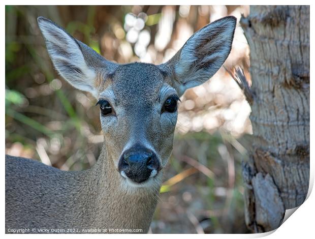 A Key deer looking at the camera Print by Vicky Outen