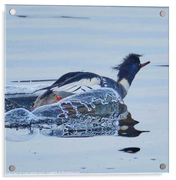 Red Breasted Merganser with the splashes of water captured looking like ice. Acrylic by mary spiteri