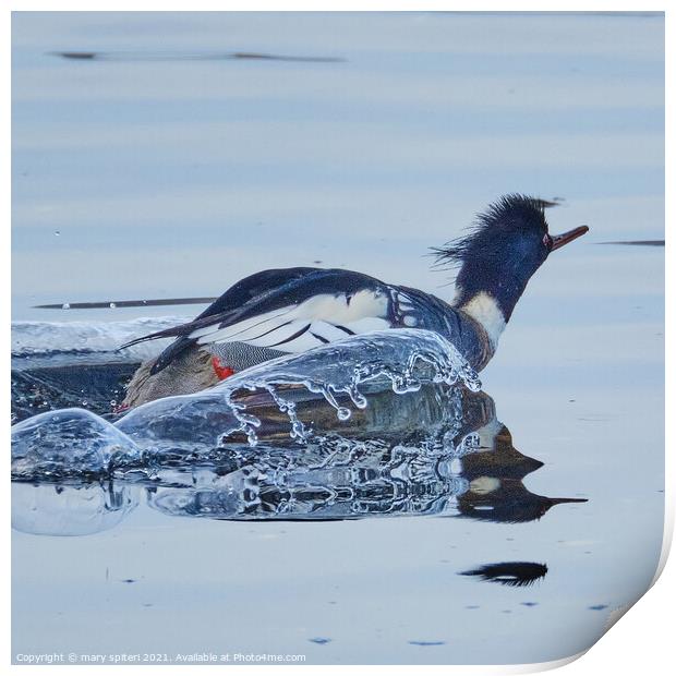Red Breasted Merganser with the splashes of water captured looking like ice. Print by mary spiteri
