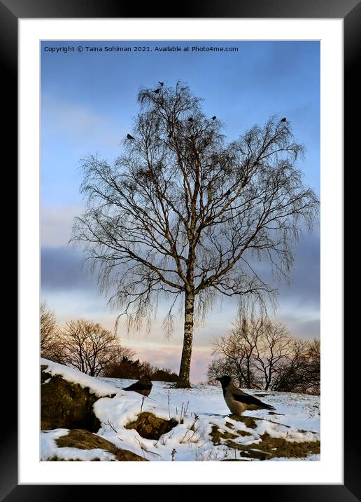 Hooded Crows in Winter Framed Mounted Print by Taina Sohlman