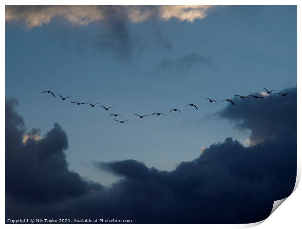 Canada geese Print by Nik Taylor