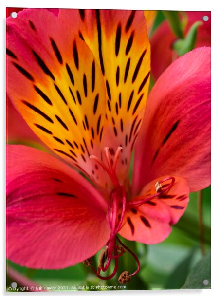 Alstroemeria, Peruvian lily Acrylic by Nik Taylor