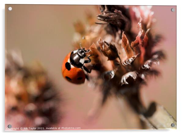 ladybird Acrylic by Nik Taylor