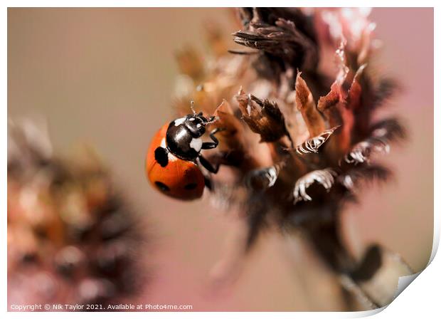 ladybird Print by Nik Taylor