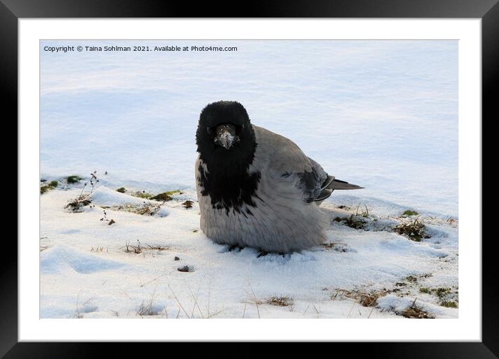 Young Hooded Crow Fluffing up Feathers in Snow Framed Mounted Print by Taina Sohlman