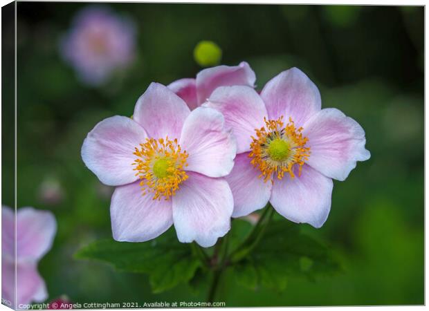 Two Little Anemones Canvas Print by Angela Cottingham