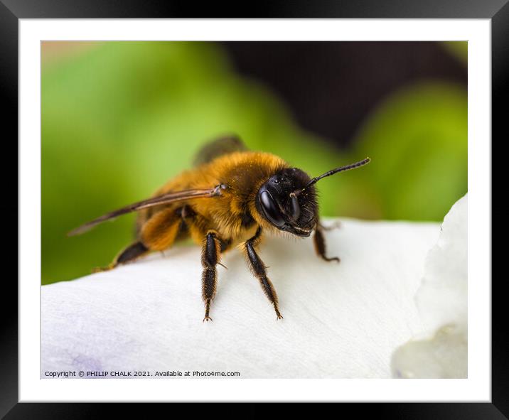 Bee on a flower 33 Framed Mounted Print by PHILIP CHALK
